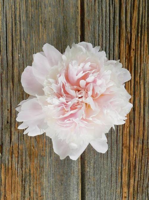 Wholesale Pecher Light Pink Peonies Delivered Online FlowerFarm